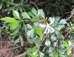 Turraea obtusifolia