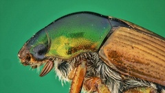 Popillia dilutipennis