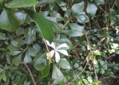 Turraea obtusifolia