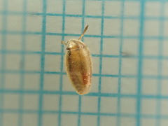 Aeliini