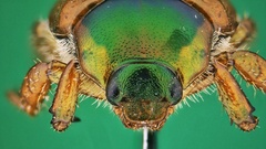 Popillia dilutipennis