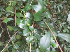Turraea obtusifolia