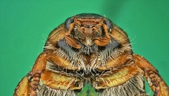 Popillia dilutipennis