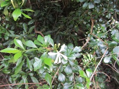 Turraea obtusifolia