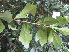 Turraea obtusifolia