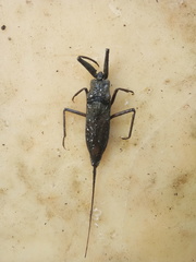 Nepidae