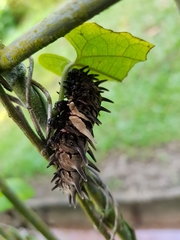 Troides helena cerberus