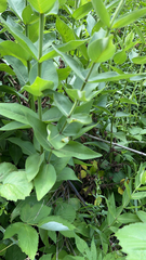 Silphium integrifolium