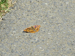 Apatura ilia clytie