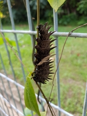 Troides helena cerberus