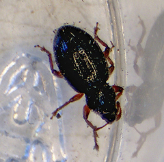 Barypeithes pellucidus