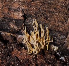 Phaeoclavulina flaccida