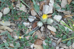 Centaurea podospermifolia