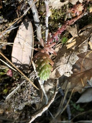 Sedum radiatum