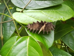 Troides helena cerberus