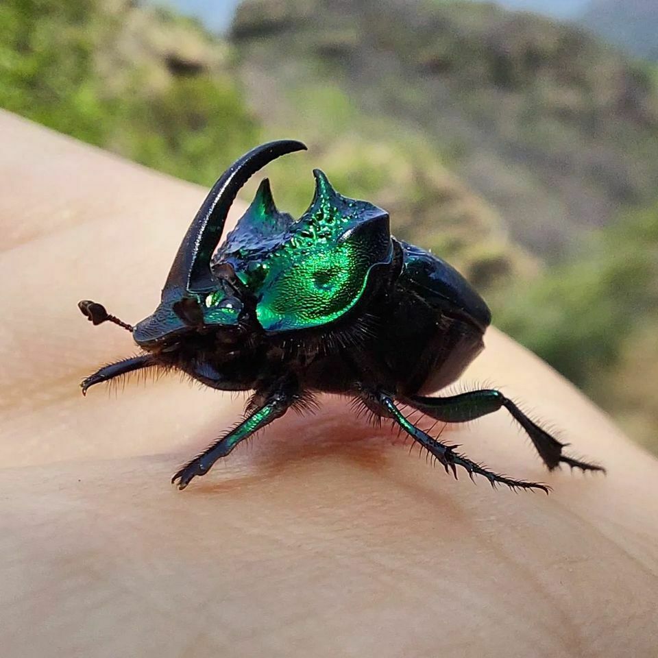 Beetle