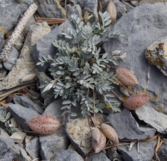 Astragalus platytropis