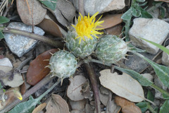 Centaurea podospermifolia