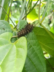 Troides helena cerberus