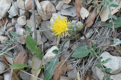 Centaurea podospermifolia