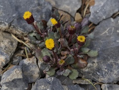 Packera werneriifolia