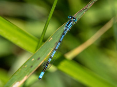 Enallagma cyathigerum