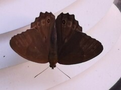 Lethe sicelis