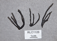 Xylaria fissilis