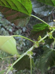 Acalypha glabrata