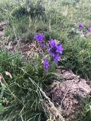 Campanula glomerata glomerata