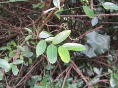 Secamone gerrardii