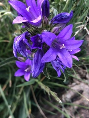 Campanula glomerata glomerata