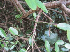 Secamone gerrardii