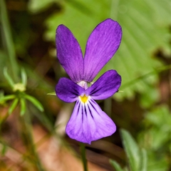 Viola bubanii