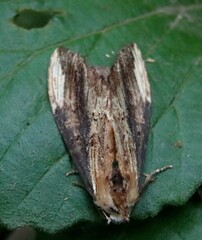 Hexafrenum leucodera
