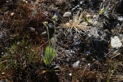 Antennaria pulcherrima