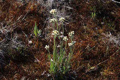 Antennaria pulcherrima