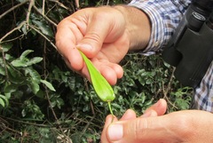 Secamone gerrardii