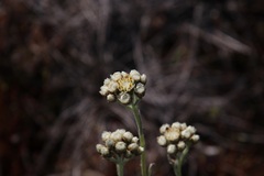 Antennaria pulcherrima