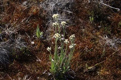 Antennaria pulcherrima