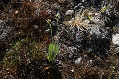 Antennaria pulcherrima