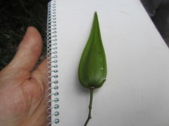 Secamone gerrardii