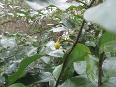 Monanthotaxis caffra