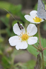 Adela septentrionella