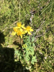 Hypericum maculatum maculatum