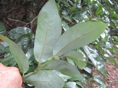 Monanthotaxis caffra