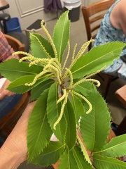 Castanea dentata