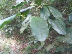 Monanthotaxis caffra