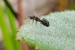 Dolichoderus pustulatus