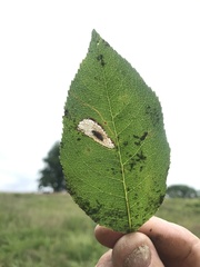 Parornix geminatella